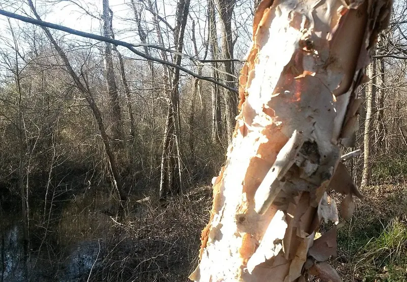 River Birch