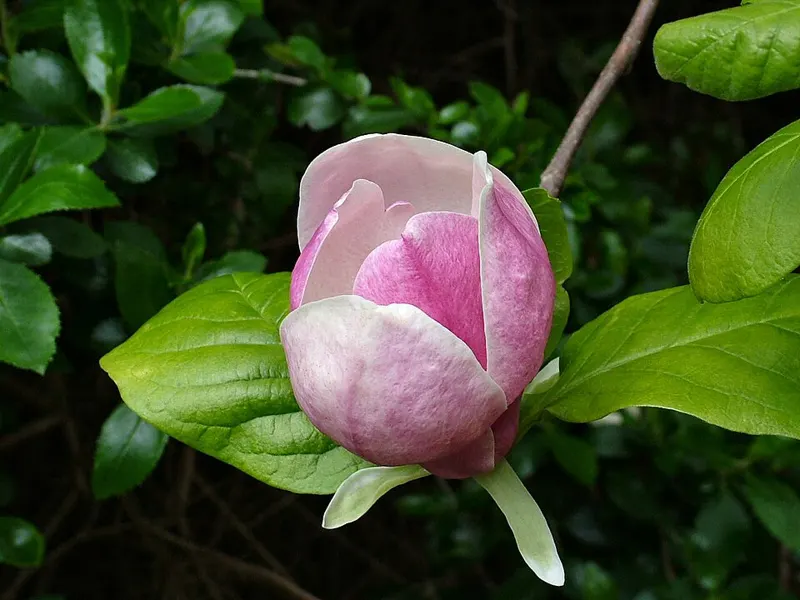 Saucer Magnolia