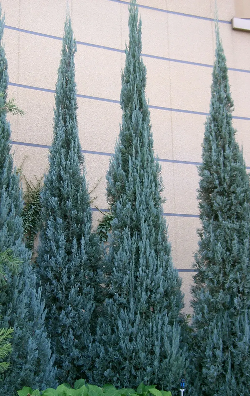 Skyrocket Juniper
