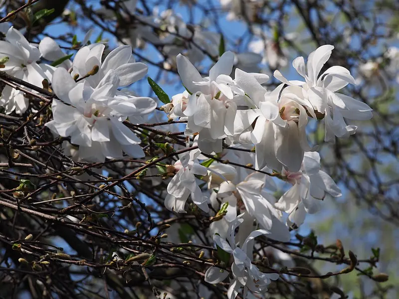 Star Magnolia