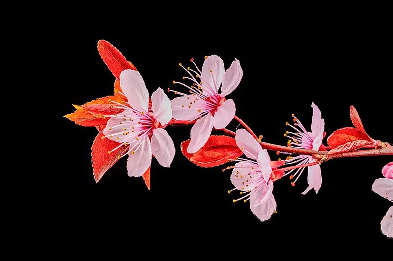 Thundercloud Plum