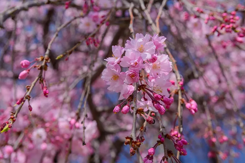Weeping Cherry
