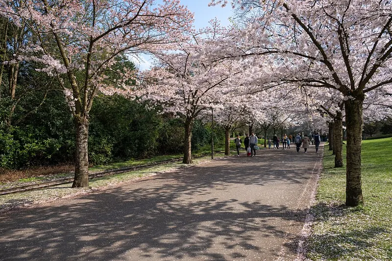 Yoshino Cherry